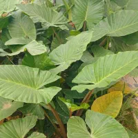 گل بابا آدم|گل و گیاه طبیعی|شاندرمن, |دیوار