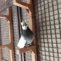 کبوتر بهبهانی ساتن معاوضه فقط با قناری سهره نر|پرنده|شیراز, لاله|دیوار