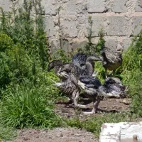 غاز و قوغار آفریقایی