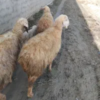 سه تا میش یکی زاییده به فروش می رسد