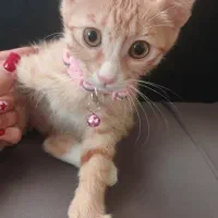 بچه گربه نر ۳ ماهه