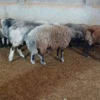 ستا قوچ بزری جوان|حیوانات مزرعه|قوچان, |دیوار