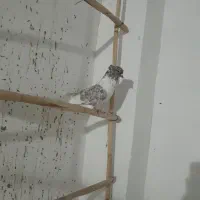 کبوتر کاکلی