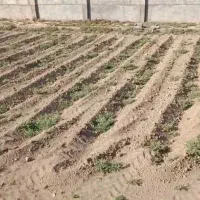 800متر چهار دیواری شده با برق
