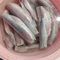 ماهی تازه امروز