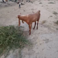 پازن|حیوانات مزرعه|شنبه و طسوج, |دیوار