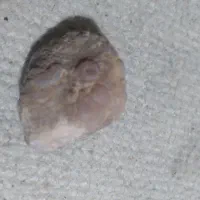 انواع،سنگ،باپوت،زدم،نش