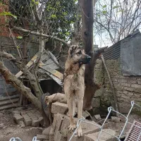 سگ سرابی شش انگشت