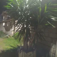 یوکا تمیزوسرحال