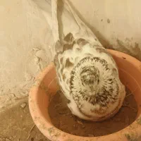 کفش طرح کبوتر معاوضه