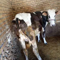 نوین دورگ سمینتال