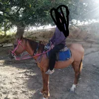 اسب در تجهیزات سوارکاری|اسب و تجهیزات اسبسواری|مشهد, بهمن|دیوار