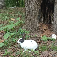 واگذاری خرگوش|موش و خرگوش|بروجرد, |دیوار