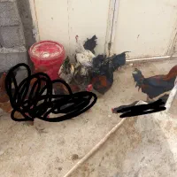 تعدادی خروس محلی سالم و سرحال