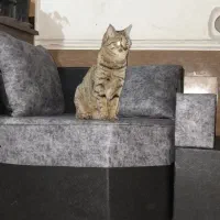 گربه دی اس اچ|گربه|شیراز, کوشک میدان|دیوار