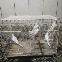 پنج جفت آلبینو بالغ|پرنده|بمپور, |دیوار