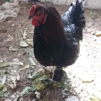 چند مرغ برهمایی وپاپری جهت فروش|حیوانات مزرعه|پاسارگاد, |دیوار