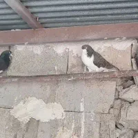 فروش کبوتر رنگی