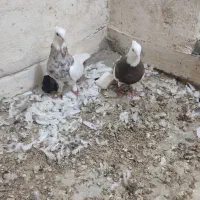 طوقی دارم برای فروش