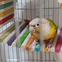 طوطی گرینچیک|پرنده|شهرکرد, |دیوار