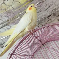 مرغ عروس دستی|پرنده|آران و بیدگل, |دیوار