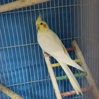 جفت عروس مولدباجوجه|پرنده|شیراز, انجیر|دیوار