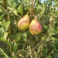 نهال و نهالستان تک نهال|خدمات باغبانی و درختکاری|چناران, |دیوار