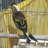 سهره قناری نر ابلق کشیده|پرنده|اسلامشهر, شهرک مفیدی|دیوار