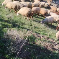 پنچاه راس گوسفند مغانی بره دار یلینی