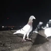 ساده، طوقی،زرد کرمونی، سار.|پرنده|مشهد, شهید قربانی|دیوار