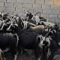 ۴۶راس بز خلج داشتی ۱۰تا زایده بقیش ابستن سنگین