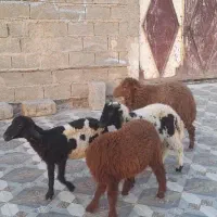 چهار عدد بره در شادگان|حیوانات مزرعه|اهواز, امانیه|دیوار