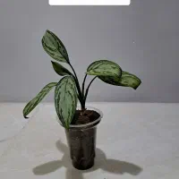 سانسوریا، گیاه آپارتمانی|گل و گیاه طبیعی|تبریز, |دیوار