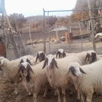 بره ماده نقابی سنجابی