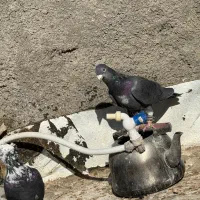 زاغ|پرنده|تربت جام, پاسداران|دیوار