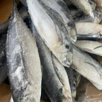 ماهی جنوب بدون استخوان