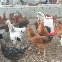 جوجه مرغ ۴ ونیم ماهه