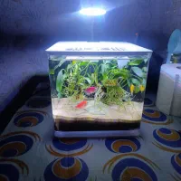 آکواریوم و ماهی