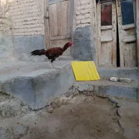 خروس لاری|حیوانات مزرعه|قاهان, |دیوار