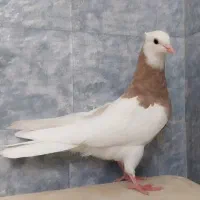 چند تا طوقی خوب|پرنده|فسا, |دیوار