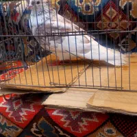 کبوتر خال گرگی