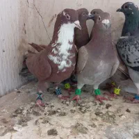 چند تا کفتر صید معاوضه هم دارم|پرنده|مشهد, مهدی آباد|دیوار