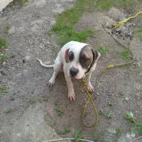 واگذاری پیت بول|سگ|چمستان, |دیوار