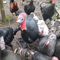 بوقلمون ماده