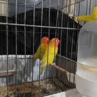 فروش طوطی برزیلی