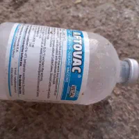 گاو سیمینتال و گوساله ماده شاروله|حیوانات مزرعه|بیلوار, |دیوار