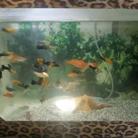 گپی انواع نژاد مولی انواع نژاد