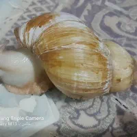 حلزون بزرگ  وتخم گزار ۲۰سانتی