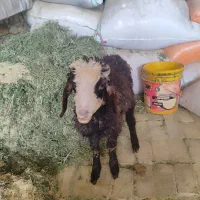 یک راس بره نر|حیوانات مزرعه|قزوین, |دیوار