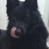 شپهرد مو بلند بلک .